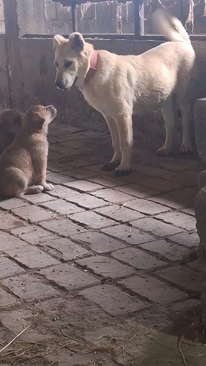 сыновья Байкала чм даг 40 днй и дочка батура 5 месяцев #dogs #волкодав ...