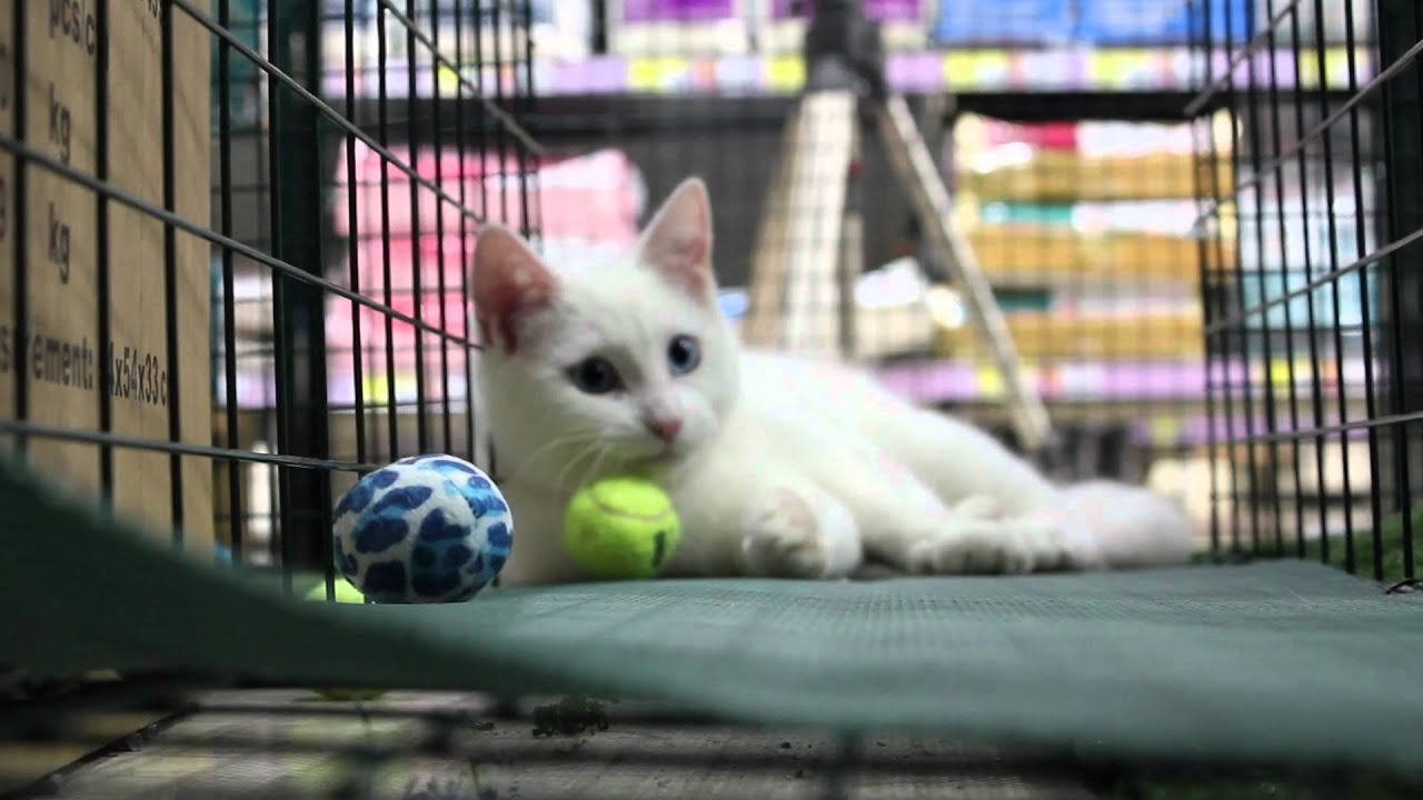The Lost Dogs' Home and Best Friends Pet SuperCentre celebrate 1500 cats and kittens adopted