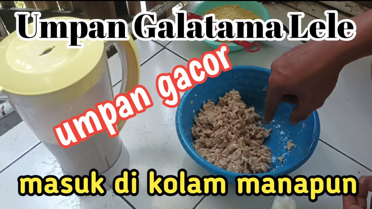 Gara gara umpan ini saya sering juara..!!!#galatamaikanlele