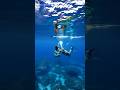 Dressed As Fish And Frogs Explore The Mysterious Ocean Floor Nature Animals Dressed As Fish And Frogs Explore The Mysterious Ocean Floor Nature Animals