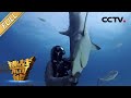 ?2??????????????? ?????????????? | ???????? Impossible Challenge S1 EP2:  Woman Hypnotizing Sharks