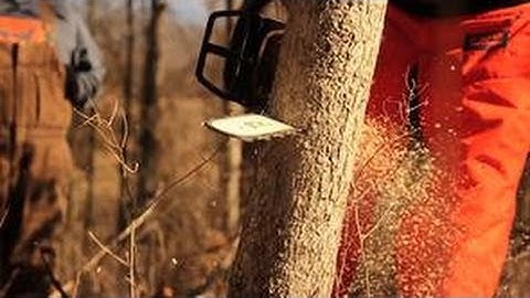 Hinge Cutting for Improving Deer Hunting - The Management Advantage #29