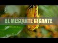 THE GIANT MESQUITE (Mini documental #1)