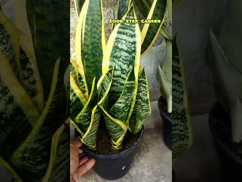 Sansevieria mother plant with many babies 😍😍😍