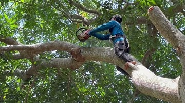 Cưa cây xoài siêu khủng , Siêu nhánh , Ở gần chợ núi sập