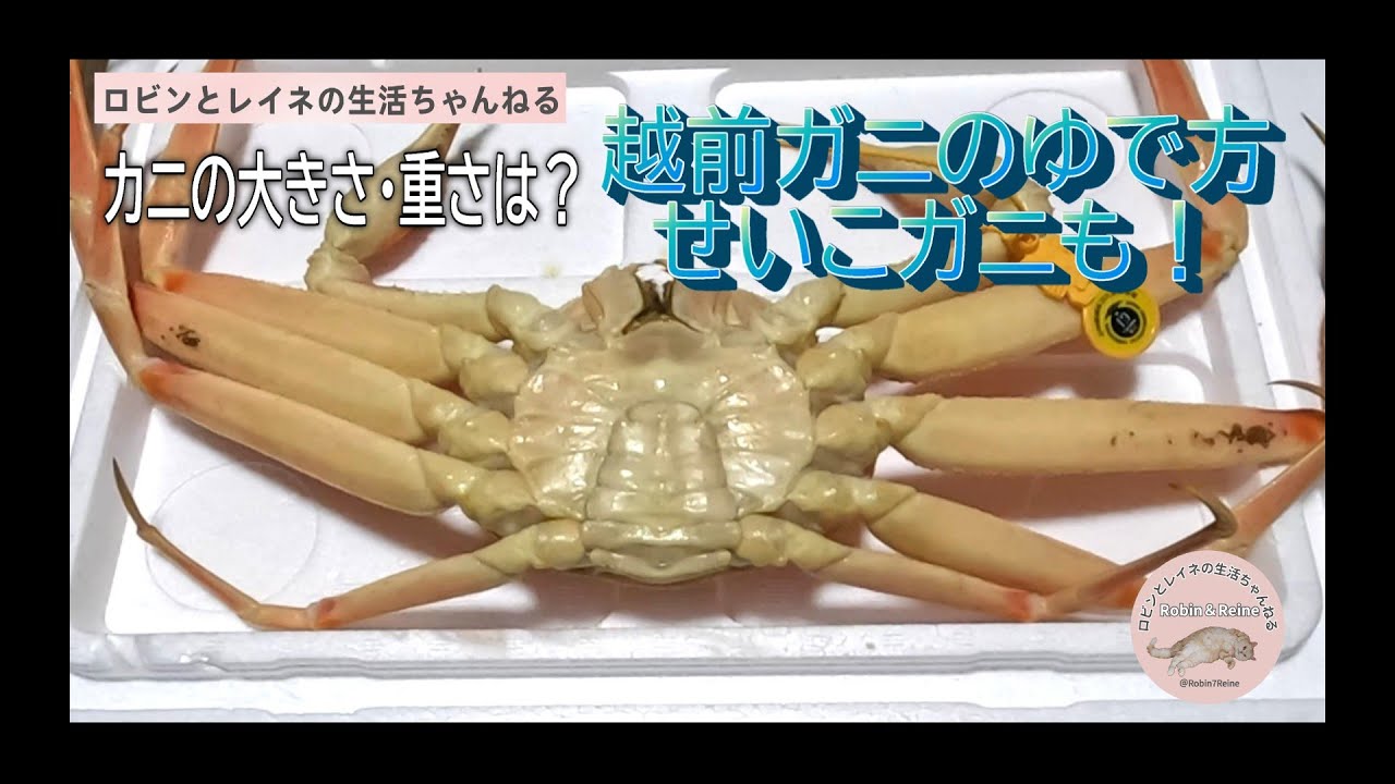 生の越前ガニ・せいこガニのゆで方～カニの大きさ・重さは？