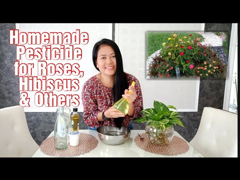 Homemade Pesticide for Roses, Hibiscus and Other Plants/Pangsugpo sa Peste ng Inyong Rosas, atbp.