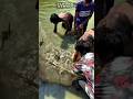 Crazy Harvest❗Everyone Works Hard Fighting Over Big Fish! #shorts #amazing #angler  #tranding #viral