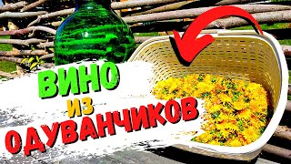 ВИНО ИЗ ОДУВАНЧИКОВ. Самый простой рецепт. Как сделать вино из одуванчиков домашних условиях #15