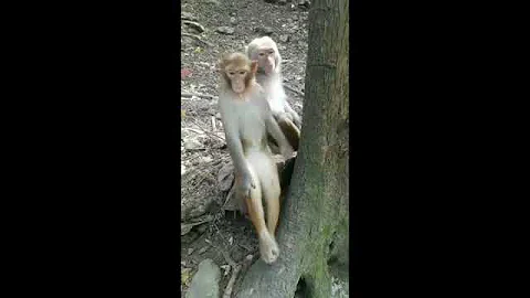 monkey funny videos #funny #funny animal #animals comedy