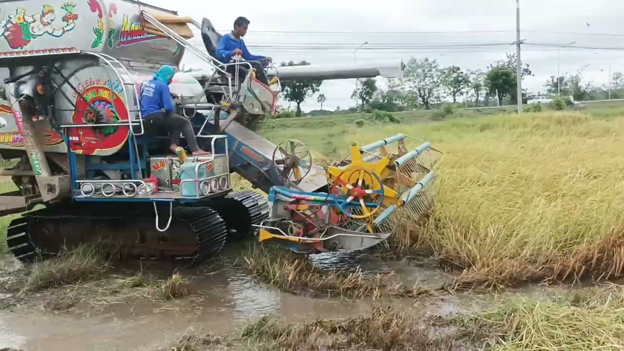 เก็บเกี่ยวข้าวพิษณุโลก80