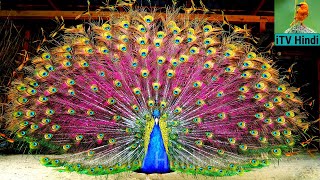 #shorts 🔥 मोर का सुन्दर नृत्य, beautiful birds | mor pakshi | morni | #peacock मोर कि आवाज iTV Hindi