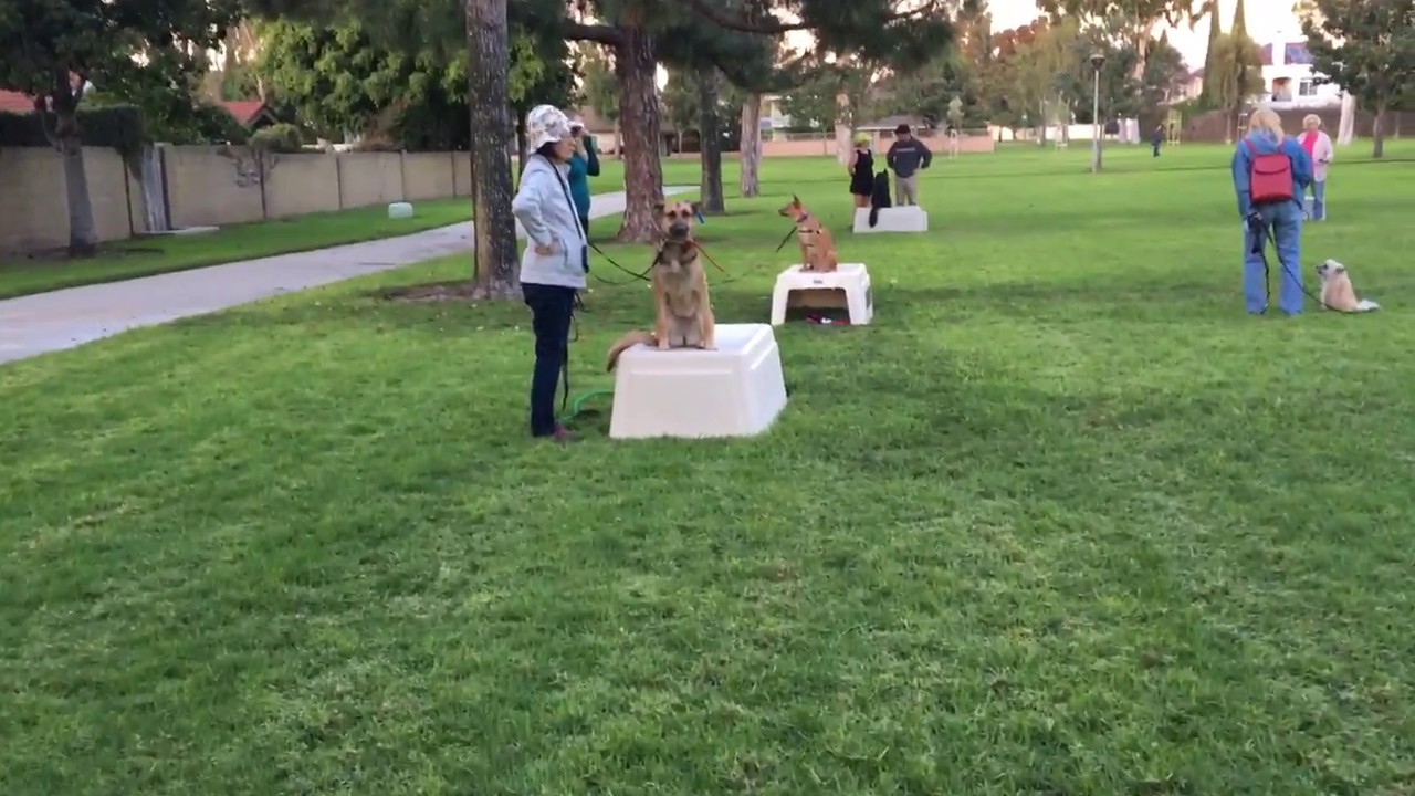 Almost 25 dogs & their owners attended Group Class for dog training & socialization advancement! prosaic