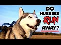 Do Siberian Huskies Run Away? (How To Train A Dog From Running Out The Door!)