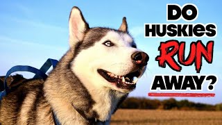 Do Siberian Huskies Run Away? (How To Train A Dog From Running Out The Door!)