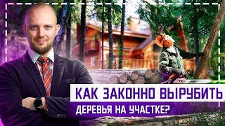 ШТРАФ!!! Как узаконить вырубку деревьев на участке? Зачем нужен дендроплан и порубочный билет?