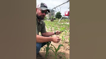🌽🌽#shorts - planting depth - corn - proper selection - part 1🌱🌱