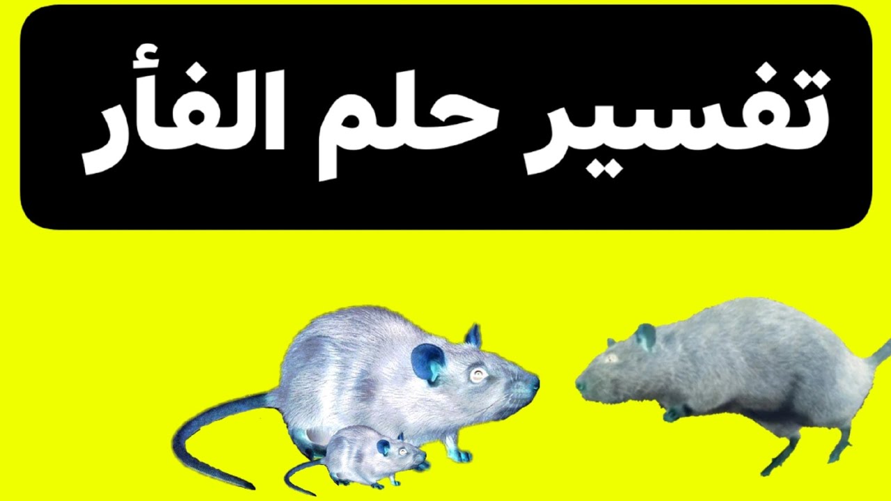 تفسير رؤية الفأر في النهار في المنام 