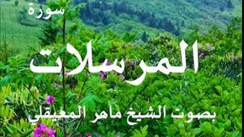 سورة المرسلات بصوت الشيخ / ماهر المعيقلي 77