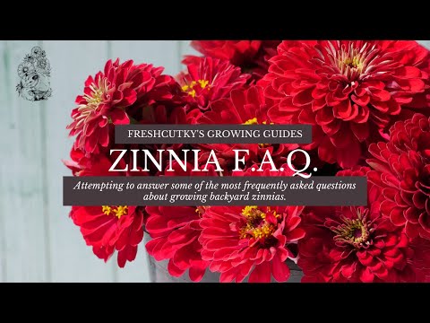 Video: Đang Phát Triển Zinnia