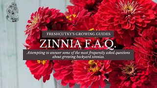 FAQ Garden Answers: ZINNIAS  Frequently Asked Questions about Growing Zinnias from Seed