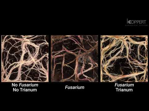 Video: Fusarium Arbuus