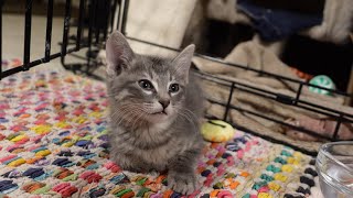 Foster kittens reunite with long lost family by Kristofur 319 views 11 months ago 9 minutes, 29 seconds