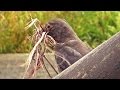 Blackbird Nesting in The Garden Tree