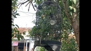 Kolibri Isian (Prenjak Betina)