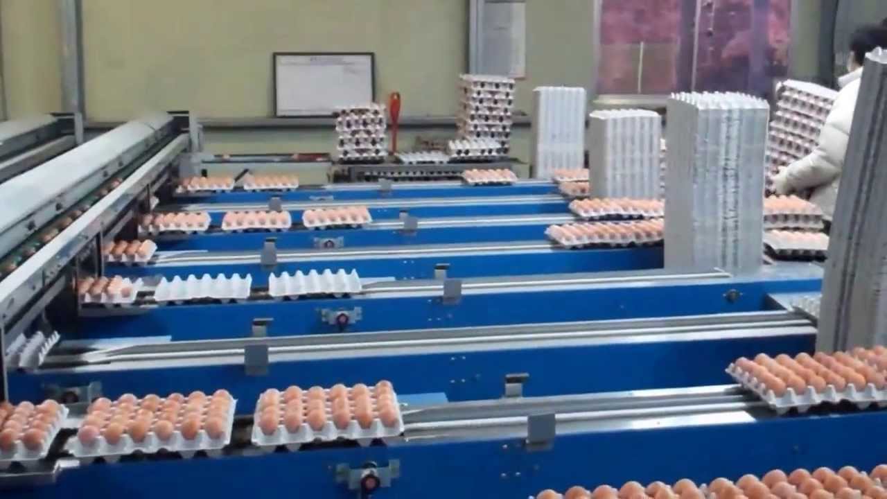 vietnamese culture and cuisine Chicken Egg Farm in Pocheon, Korea. (My mother's cousin owns this place)