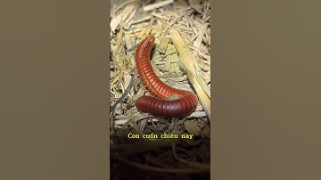 Rết nhà và cuốn chiếu | Quốc Qui #shorts