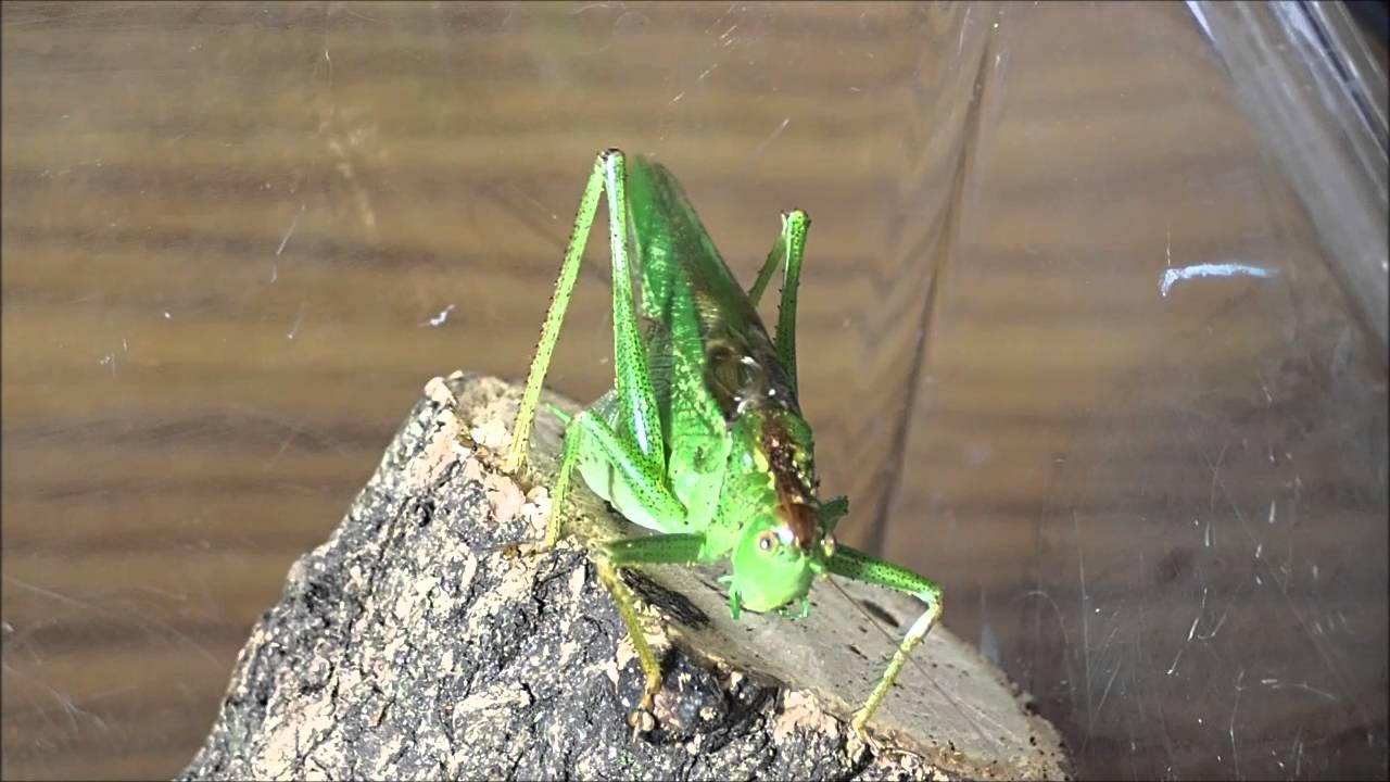 緑のカマドウマもいる 卵 鳴き声 ゴキブリとの関係も解説 暮らしの問題解消ブログ ライフディクショナリ