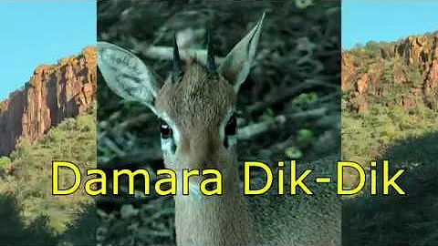 SMALL ANTELOPE DAMARA DIK-DIK
