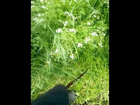 коса косит и дождь идёт☺️ - YouTube