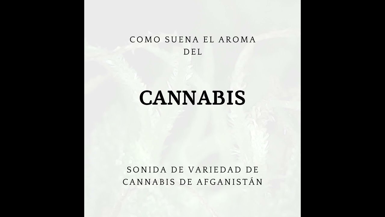 Que sonido tiene un aroma? Sonorización de Cannabis  variedad Afgana