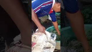 Cara mudah membuat kompos rumput liar#shortsviral#pupukorganik