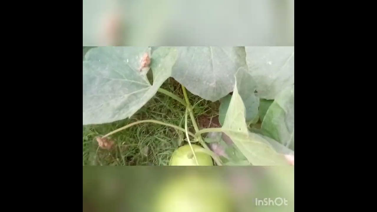 how to grow kaddu in home & “nabi ki favourite vegetable