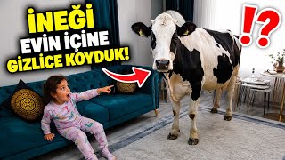Evin İçine Gizlice İnek Koyduk 😱