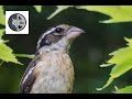 Birds - Week no.4 - Films Nature Web TV