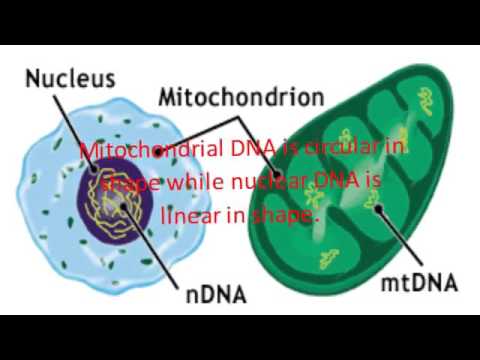 మైటోకాన్డ్రియల్ DNA మరియు న్యూక్లియర్ DNA మధ్య వ్యత్యాసం