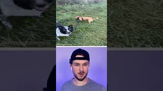 Panda reacts to “New Dog Trick”