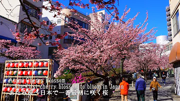 Atami Sakura - The first cherry blossoms to bloom in Japan - Includes light-up video.