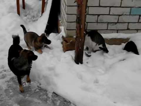 Диоген из бочки