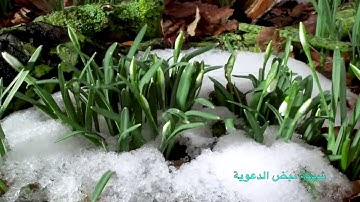سورة الملك بصوت القارئ - رعد محمد الكردي