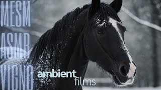 Ebony Horse & Winter's White:: ASMR, Calming, Peaceful, Ambient Relaxation by Ambient Films ::::::: 73 views 3 weeks ago 39 minutes