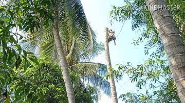 Anh thợ cưa cây dừa cao to ở ba chúc tri tôn an giang