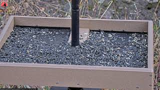 10/31/2025: Backyard Birdwatching Bonanza! Watch the Flocking Around Bird Cam Daily @ 7:00 AM