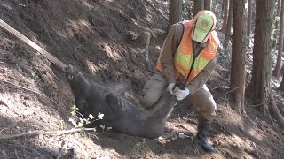 獣道捜索からのイノシシ捕獲までの流れ