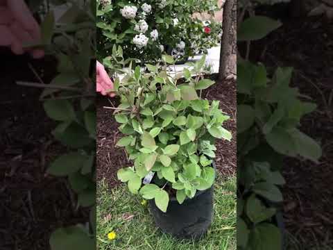 Video: Koreanspice Viburnum Información - Cómo cultivar Koreanspice Viburnums