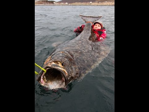 Video: Vad är Den Största Fisken I Världen